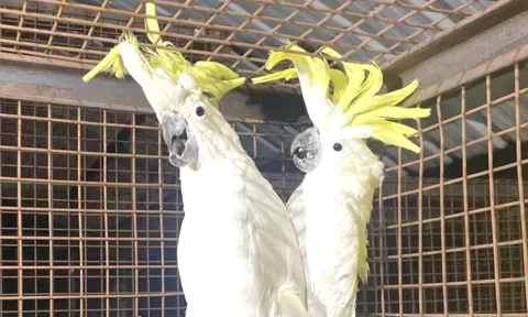 கோவையில் சர்க்கசில் இருந்து மீட்கப்பட்ட கொண்டை கிளிகளுக்கு குன்னூரில் சிகிச்சை