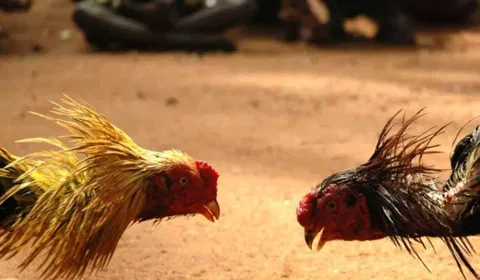 ஆந்திராவில் சண்டைக் கோழி ரூ.3 லட்சம்- தாய்லாந்து நாட்டினர் வாங்கி சென்றனர்