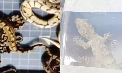 திருச்சி விமானத்தில் மலேசியாவில் இருந்து கடத்தி வருப்பட்ட அறிய வகை பாம்புகள்-பல்லிகள் பறிமுதல்