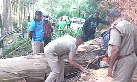 குன்னூரில் மரங்கள் முறிந்து விழுந்து போக்குவரத்து பாதிப்பு