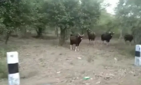 சத்தியமங்கலம் அருகே சாலையோரம் உலா வரும் காட்டெருமைகள் கூட்டம்-வனத்துறையினர் எச்சரிக்கை