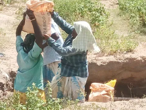 வீரசோழன் ஆற்றுப்பகுதியில் பெண்கள் மூலம் சாக்கு மூடைகளில் மணல் அள்ளப்படும் காட்சி.