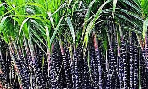 ரூ.3 லட்சம் மதிப்புள்ள கரும்பு பயிர்கள் எரிந்து சேதம்