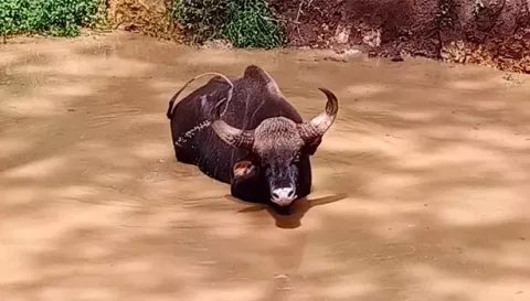 கிணற்றில் விழுந்த காட்டெருமை4 மணி நேர போராட்டத்திற்கு பின் மீட்பு