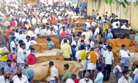 ரூ.1 கோடிக்கு கால்நடைகள் விற்பனை