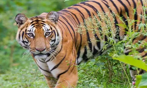 புலி நடமாட்டம் எதிரொலி - சிற்றாறு சிலோன் காலனி பகுதிக்கு அரசு பஸ் இயக்க நடவடிக்கை