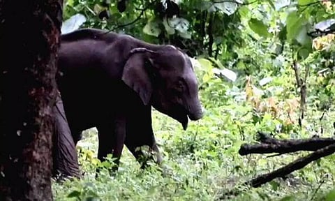 அதிரப்பள்ளி வனப்பகுதியில் தும்பிக்கை இல்லாமல் திரியும் குட்டி யானை