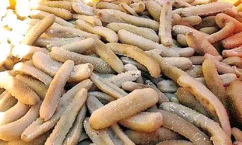 உச்சிப்புளி கடற்கரையில் தடை செய்யப்பட்ட 130 கிலோ கடல் அட்டைகள் பறிமுதல்