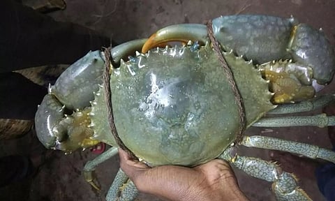 பழவேற்காடு நண்டுக்கு மவுசு அதிகரிப்பு- கிலோ ரூ.800 வரை விற்பனை