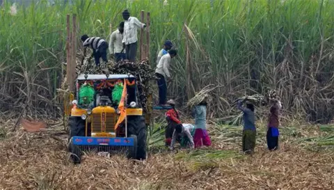 கரும்பு பயிரிடும் விவசாயிகள் வருகிற 15-க்குள் பதிவு செய்ய வேண்டும்
