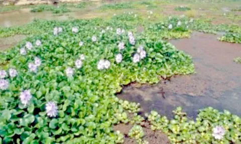 ஆற்றை ஆக்கிரமித்துள்ள ஆகாய தாமரைகள் அகற்றப்படுமா?