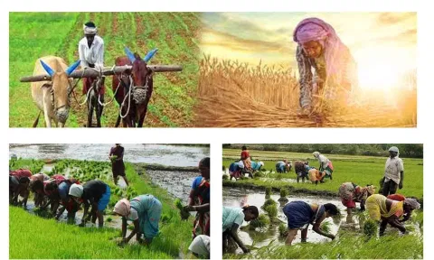 அவிநாசியில் உழவர் உற்பத்தி நிறுவனம் கலெக்டர் திறந்து வைத்தார்