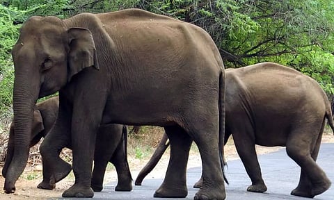 உடுமலை-மூணாறு சாலையில் யானைகள் நடமாட்டம் அதிகரிப்பு- வாகனங்களை வழிமறிப்பதால் பொதுமக்கள் அச்சம்