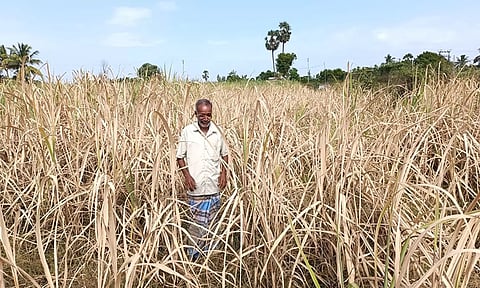 கரும்பு பயிர் கருகிய நிலையில் உள்ளதை விவசாயி காண்பித்த காட்சி.