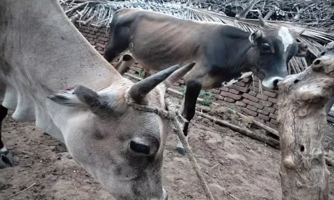 மாடுகளின் காதுகள் அறுக்கப்பட்டிருப்பதை படத்தில் காணலாம்.