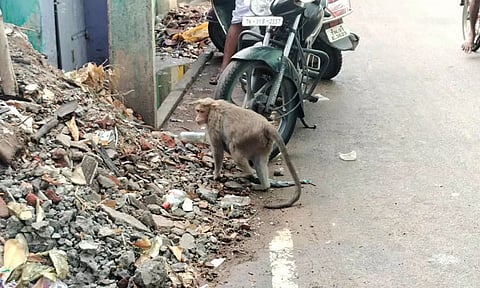 தாய் குரங்கை படத்தில் காணலாம்.