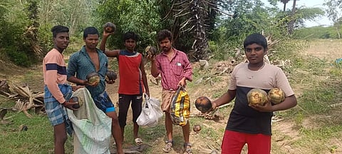 பனை விதைகளை சேகரிக்கும் இளைஞர்கள்