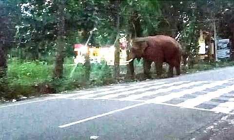 மேட்டுப்பாளையத்தில் மீண்டும் உலா வரும் பாகுபலி யானை