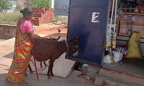 பால் விற்பனைக்காக கழுதைகளை அழைத்து செல்லும் பெண்.&nbsp;