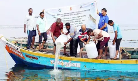 கடலில் விடப்பட்ட 48 லட்சம் இறால் குஞ்சுகள்