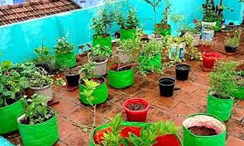 மாடித்தோட்டம் அமைக்க பயிற்சி