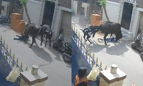 நெஞ்சை பதற வைக்கும் வீடியோ- தாயுடன் நடந்து சென்ற பள்ளி சிறுமியை முட்டி தூக்கி வீசிய மாடு