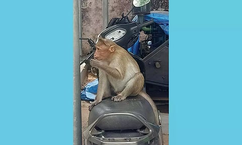 நகராட்சி அலுவலகத்தில் பெண்ணின் வாகன சாவி-பேக்கை பறித்த குரங்கு