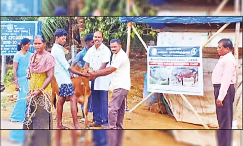 கால்நடைகளுக்கான சின்னம்மை தடுப்பூசி முகாம் நடைபெற்ற காட்சி.