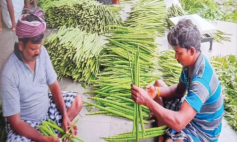 ஒட்டன்சத்திரம் மார்க்கெட்டில் விற்பனைக்கு வந்து குவிந்துள்ள முருங்கைகாய்கள்.