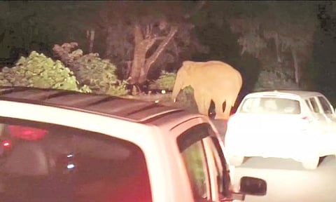 மேட்டுப்பாளையம்-குன்னூர் சாலையில் சுற்றுலா வாகனத்தை வழிமறித்த 2 காட்டுயானைகள்