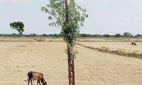 மின்கம்பத்தில் வளர்ந்துள்ள மரத்தை அகற்ற வேண்டும்