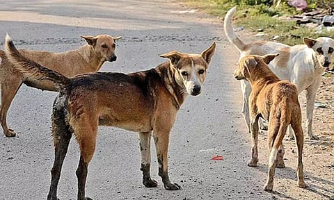 குமாரபாளையத்தில் பரபரப்பு தெருநாய்கள் 10 பேரை கடித்து குதறியது