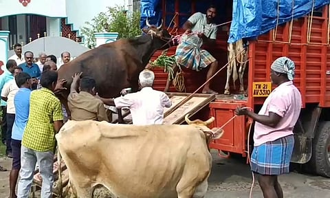 காஞ்சிபுரத்தில் சாலையில் சுற்றிய மாடுகளை பிடித்த மாநகராட்சி ஊழியர்கள்