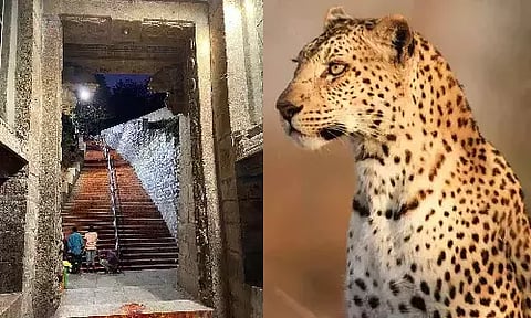 சிறுத்தை நடமாட்டம் எதிரொலி - திருப்பதி மலைப்பாதைகளில் சிறுவா், சிறுமியருக்கு கட்டுப்பாடு