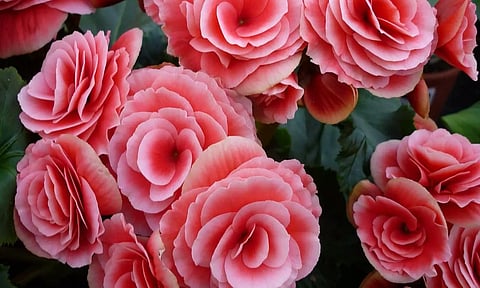 மலர்களின் மகத்துவம்