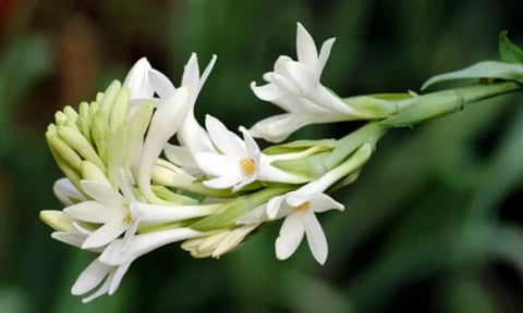 மனதை அமைதிப்படுத்தும் நில சம்பங்கி