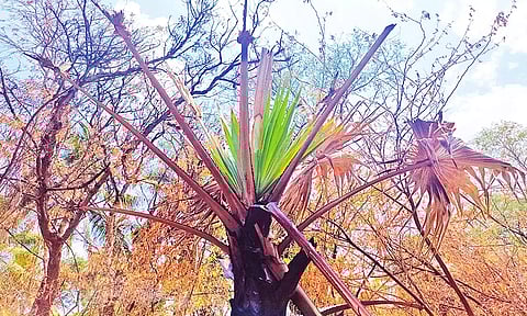 தீயில் கருகிய பனை மரங்கள் துளிர் விட்டு வளர்கிறது.