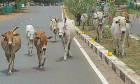 சாலையில் சுற்றி திரிந்த மாடுகளின் உரிமையாளர்களுக்கு அபராதம்