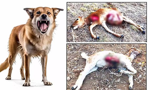 குடிமங்கலம் பகுதியில் வேட்டையாடப்பட்ட கன்று மற்றும் ஆடு.