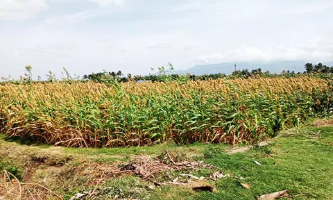 செங்கோட்டை பகுதியில் சோளப்பயிர்கள் கருகி உள்ள காட்சி.