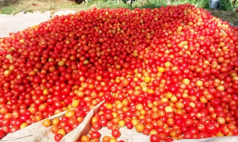 தக்காளி விலை குறைவு