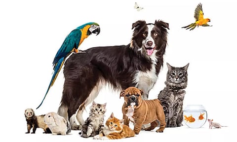 உரிமம் பெறாமல் செல்லப்பிராணிகள் வளர்ப்பது கண்டறியப்பட்டால் நடவடிக்கை