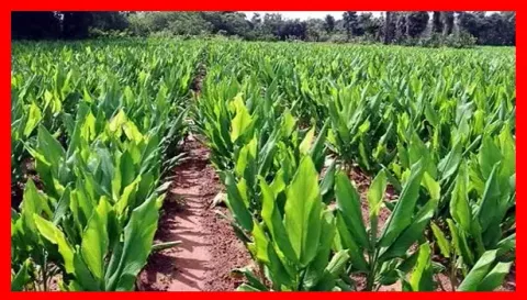 விவசாயிகளுக்கு மஞ்சள் சாகுபடி இலவச பயிற்சி