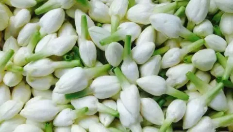 மல்லிகைப்பூ விலை கிலோ ரூ.500 ஆக  உயர்வு