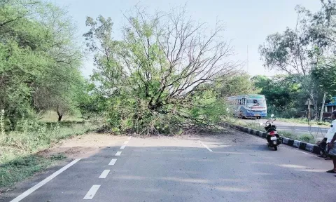 தாலுகா அலுவலகம் முன்பு சாய்ந்த புளியமரம்