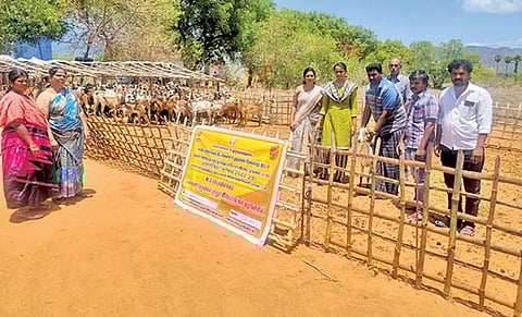 வெள்ளாடு, செம்மறி ஆடுகளில் குடற்புழுநீக்கம் செயல்விளக்கம்