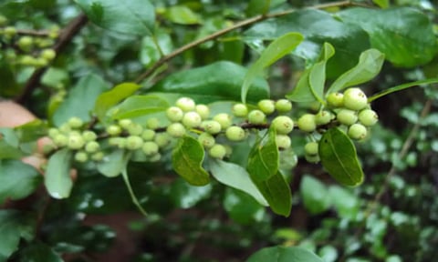 சிவராத்திரி தினத்தன்று பூக்கும் குங்கிலிய மலர்!