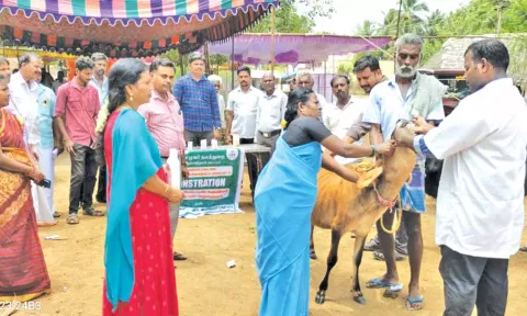 கால்நடைகளுக்கு குடற்பழு நீக்க மருந்து செலுத்தப்பட்டது.