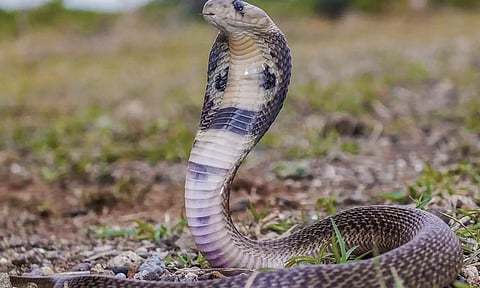 தலைக்கவசத்துக்குள் பதுக்கியிருந்த பாம்பு கடித்து நிலைகுலைந்த வாலிபர்