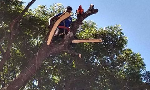 சென்னை வெளிவட்ட சாலைக்காக 374 மரங்கள் வெட்டி அழிப்பு- உள்ளூர் மக்கள் கடும் அதிருப்தி